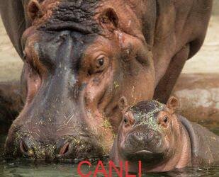 San Diego Zoo Hippo Cam Su Aygırı