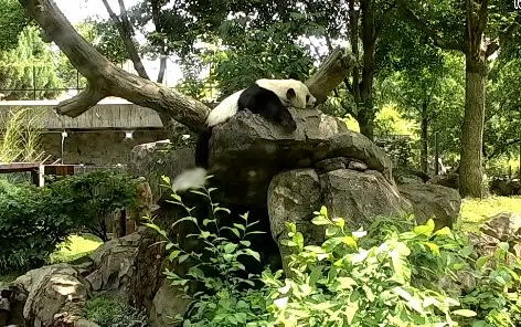 Hayvanat Bahcelerinden Pandalar Canlı izle