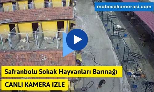 Safranbolu Sokak Hayvanları Barınağı Canlı Kamera izle